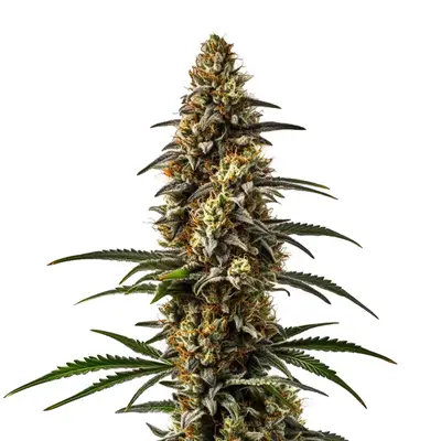 Papaya cannabis seeds by Blimburn Seeds