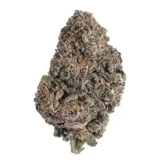 Papayton cannabis seeds by Fastbuds
