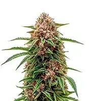 Papi Chulo OG Fem cannabis seeds