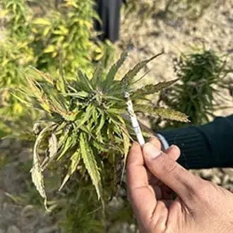 Parwan cannabis seeds by Afghan Seed Connection