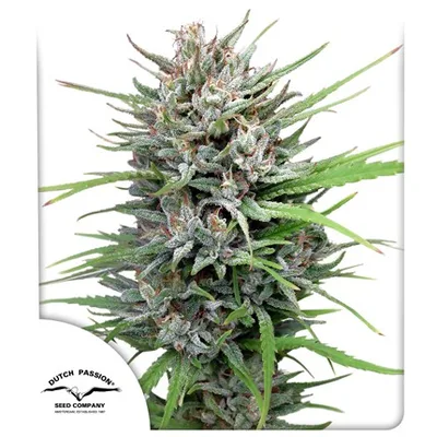 Passion 1 cannabis seeds