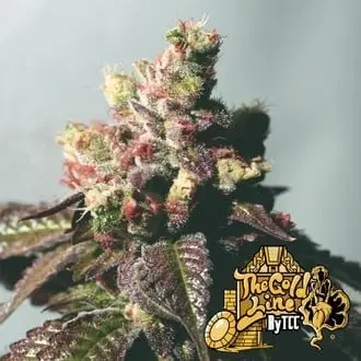 Passion Berry cannabis seeds