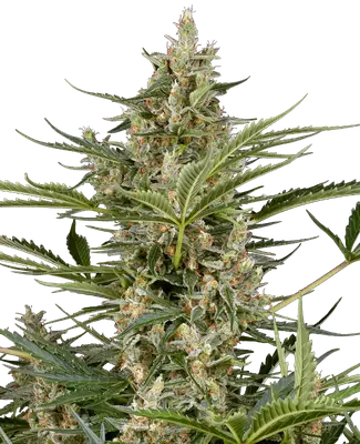 Peace Love & Harmony cannabis seeds
