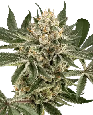 Peach Cooler cannabis seeds