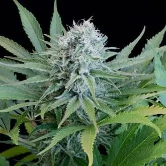 Peach Purée CBD cannabis seeds
