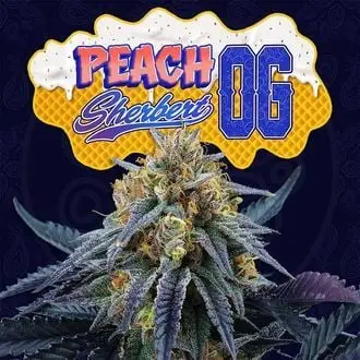 Peach Sherbert OG cannabis seeds
