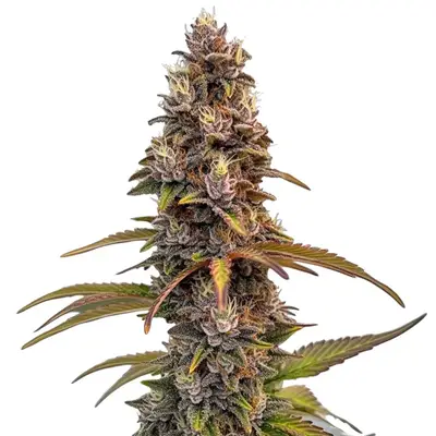 Peachez cannabis seeds