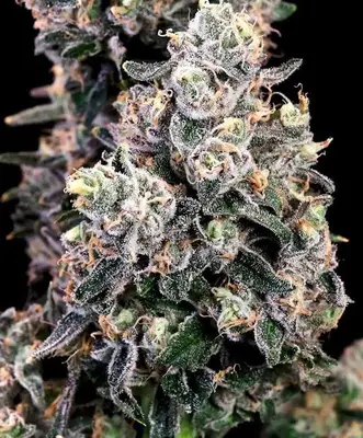 Peanut Butter Bomb Fast cannabis seeds