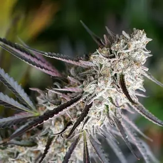 Peanut Butter Breath Fast Flowering cannabis seeds
