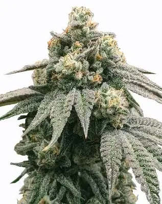 Peanut Butter Breath cannabis seeds