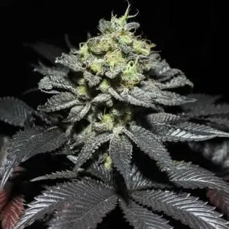 Peanut Butter Cookies cannabis seeds by Pure Instinto