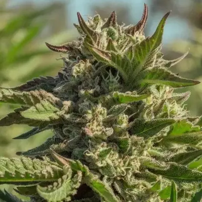 Peanut Butter Souffle cannabis seeds