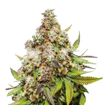 Pennywise cannabis seeds