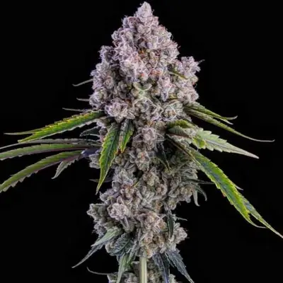 Pepe Silvia R1 cannabis seeds