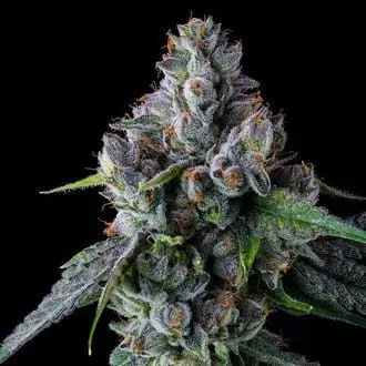 Permafunk cannabis seeds by Compound Genetics