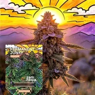 Permanent Junky cannabis seeds by Zamnesia Seeds
