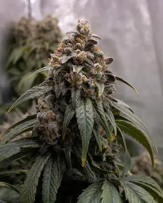 Permanent Marker Triploid cannabis seeds