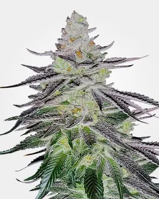 Permanent Marker cannabis seeds