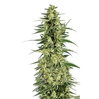 Permanent Whitemarker cannabis seeds by Growers Choice