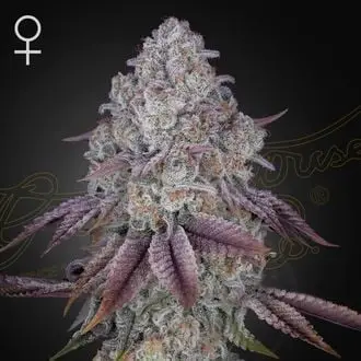 Persian Pie cannabis seeds by Greenhouse Seeds