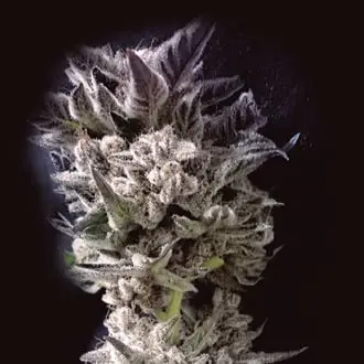Petro $ OG cannabis seeds by The Kush Brothers