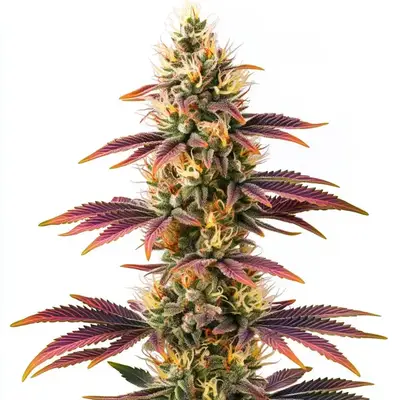 Peyote Cookies cannabis seeds