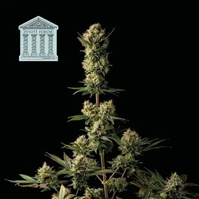 Peyote Forum cannabis seeds