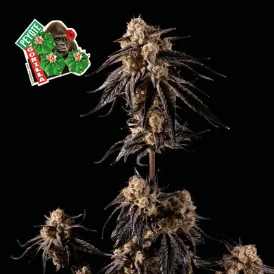 Peyote Gorilla cannabis seeds