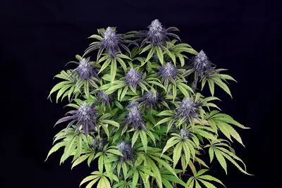 Peyote Wi-Fi CBD 2:1 cannabis seeds