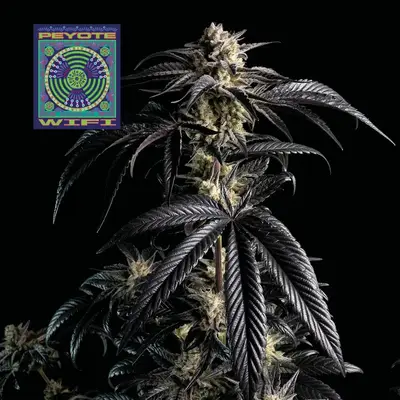 Peyote Wi-Fi cannabis seeds