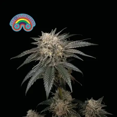 Peyote Zkittlez cannabis seeds