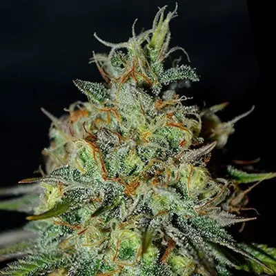 Picante cannabis seeds