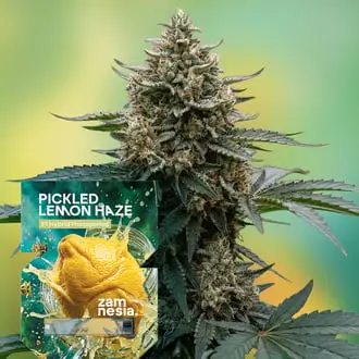 Pickled Lemon Haze F1 cannabis seeds