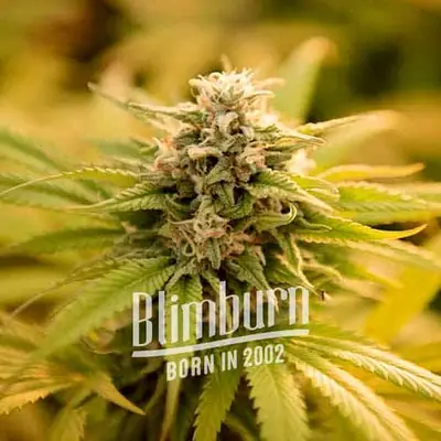 Pineaple Kush cannabis seeds