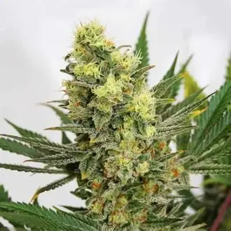 Pineapple Amnesia cannabis seeds by Garden of Green