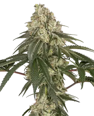 Pineapple Blossom cannabis seeds