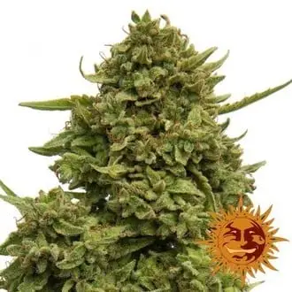 Pineapple Chunk cannabis seeds by Barney's Farm
