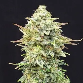 Pineapple Dream cannabis seeds by Kannabia