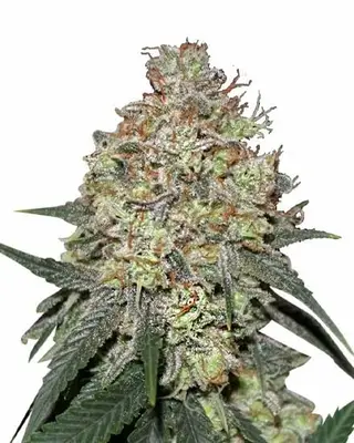 Pineapple Express cannabis seeds