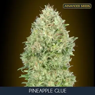 Pineapple Glue cannabis seeds