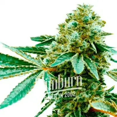 Pineapple Haze cannabis seeds by Blimburn Seeds