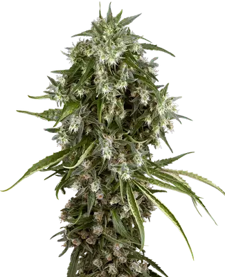 Pineapple Jack cannabis seeds