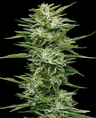 Pineapple Kush Cake cannabis seeds