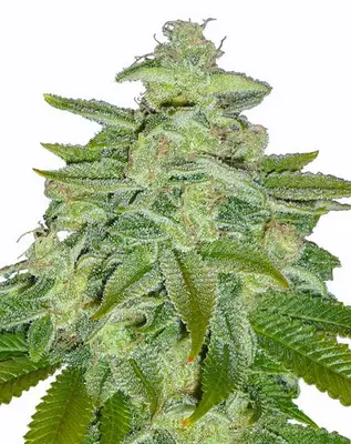 Pineapple Kush cannabis seeds