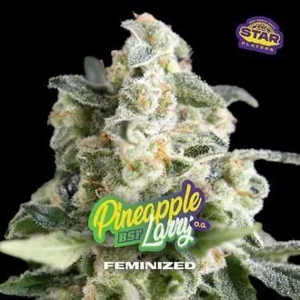 Pineapple Larry OG cannabis seeds by BSF Seeds