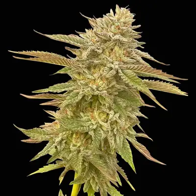 Pineapple OG cannabis seeds
