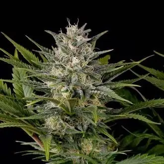 Pineapple Skunk cannabis seeds by Humboldt Seed Organization