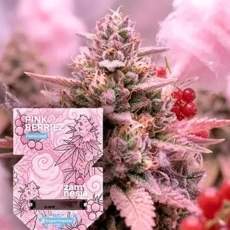 Pink Berriez cannabis seeds by Zamnesia Seeds