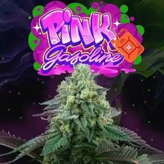 Pink Gasoline cannabis seeds
