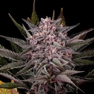 Pink Gelato cannabis seeds